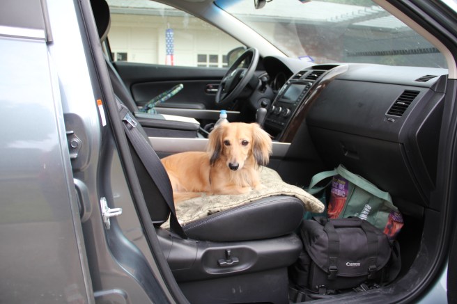 I think we may be on the way to a dog show.