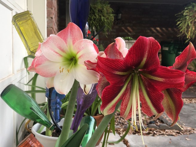 Apple Blossom and Minerva 2020